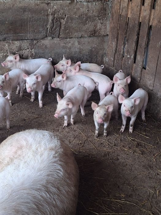 Продавам прасенца