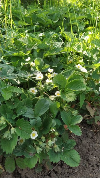 Рассада ремонтантной клубники плодоносит всё лето и осень