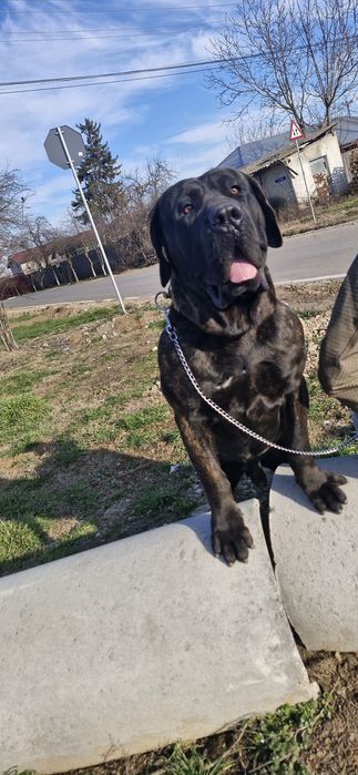 Mascul presa canario