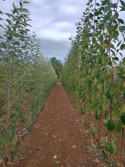 Vand pomi fructiferi