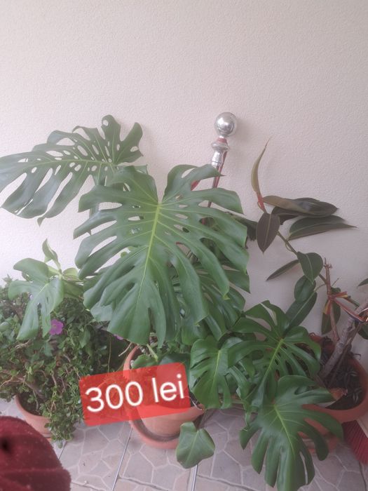 Vând florii .În apropiere de Baia Mare nu ofer transport