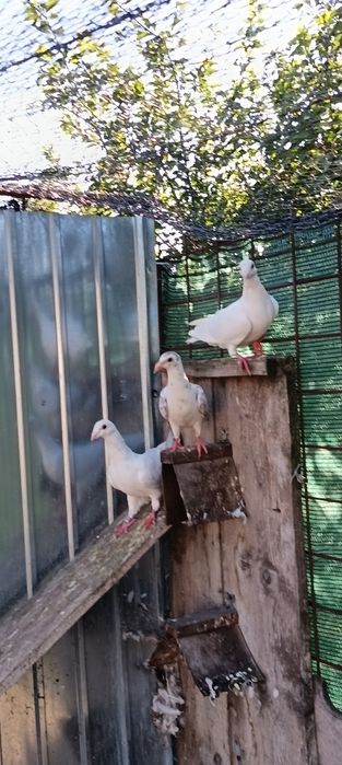 Iepure porumbei voiajori