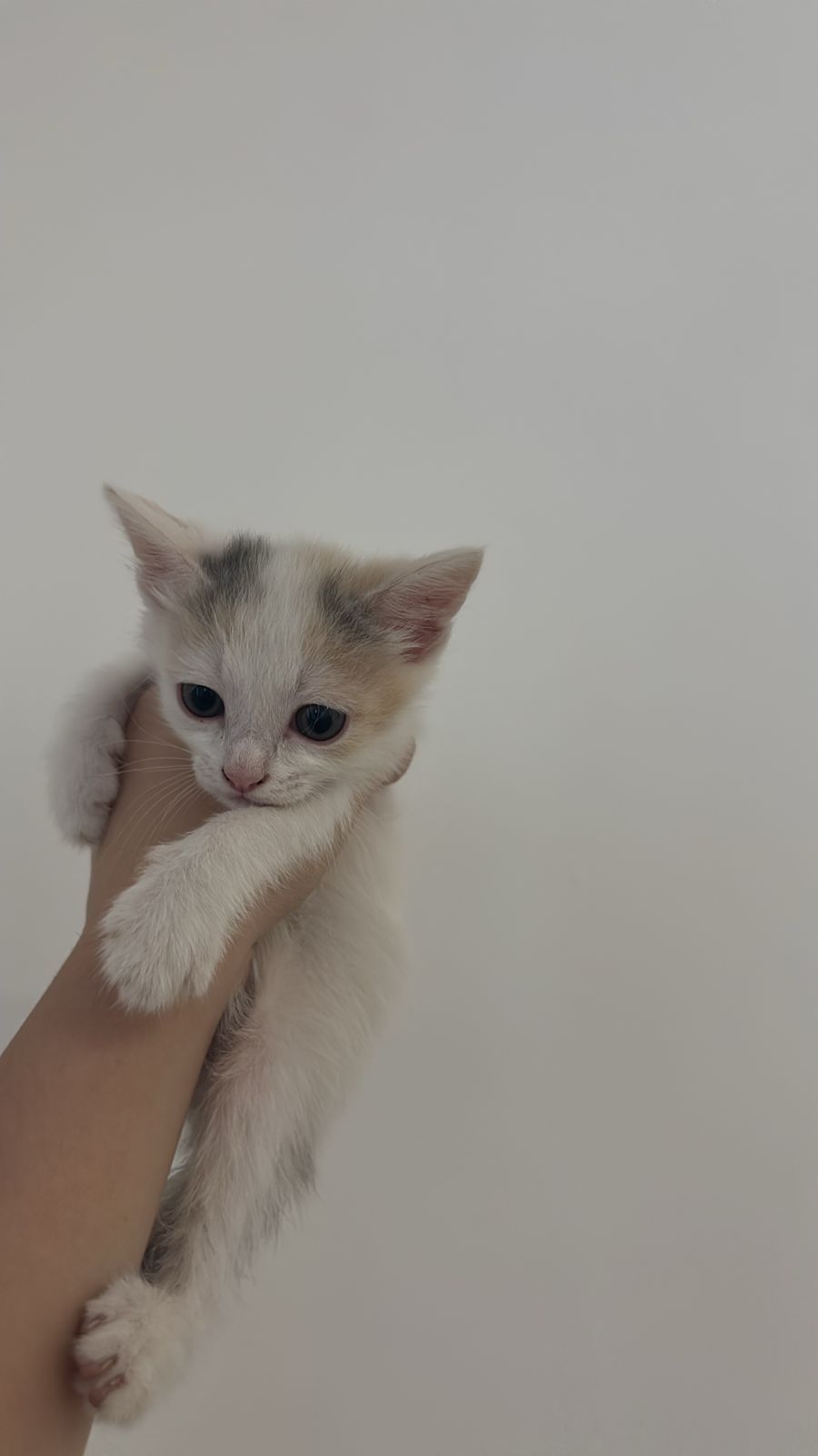 Продам котят от роду 2 мес.