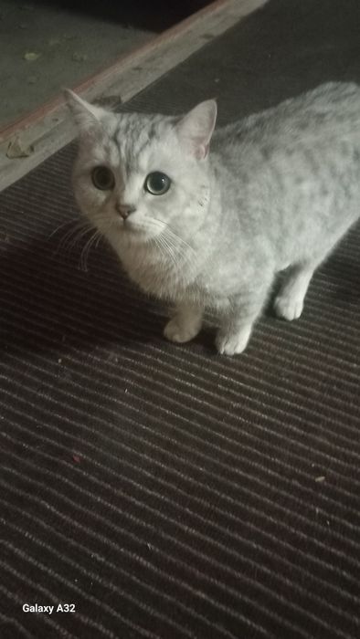 Продаётся серебристая шиншилла 1.5года