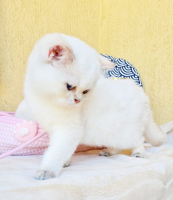 British shorthair cu pedigree
