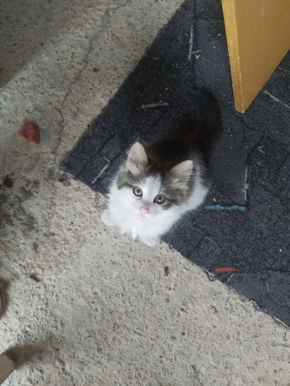 Подарявам котенца