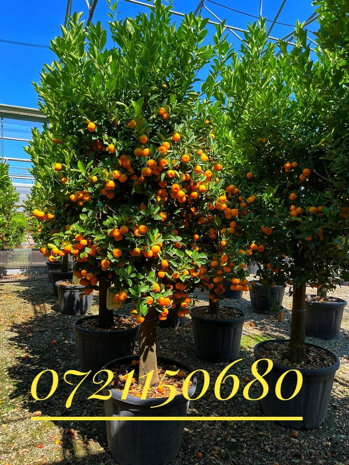 Leandru ( Nerium ) oleandru, lămâi, mandarin, buxus glob, maslin