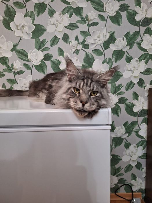 Отдам Мейн Куна в хорошие руки