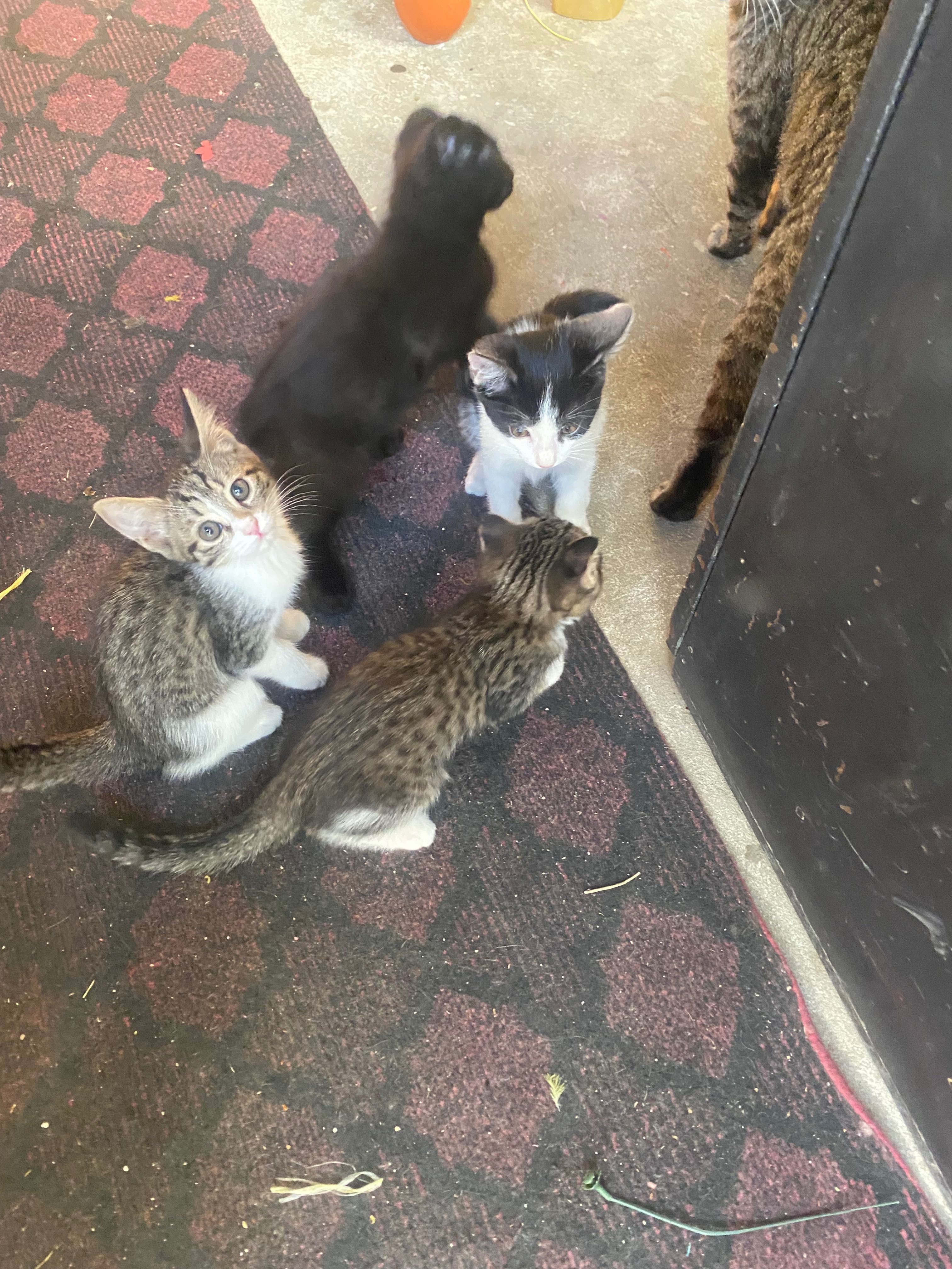 Котята в хорошие руки