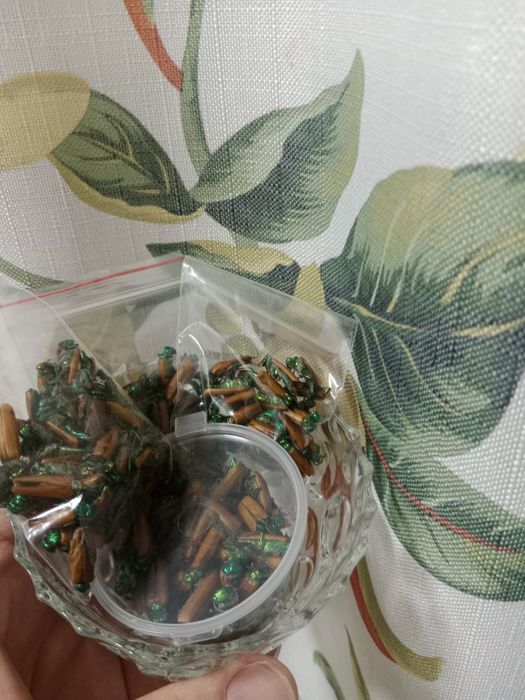 Алтын коныз Майски жук Золотой жук