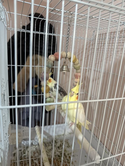 Продават се папагали (Корела)