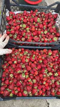 Vând căpșuni romanesti