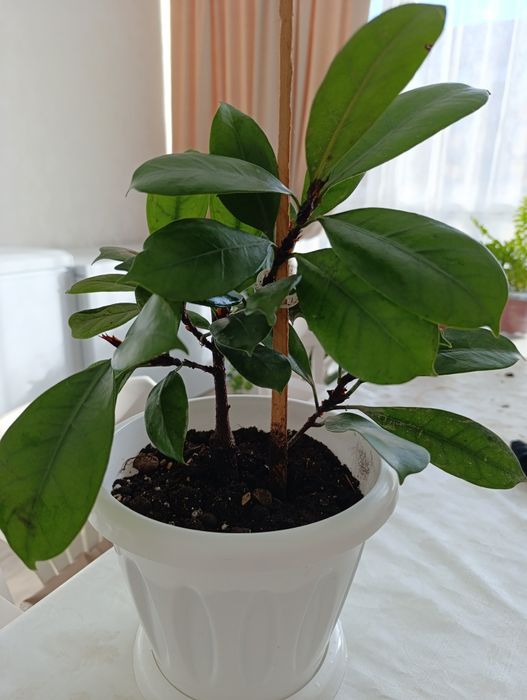 Ореховый фикус-дерево