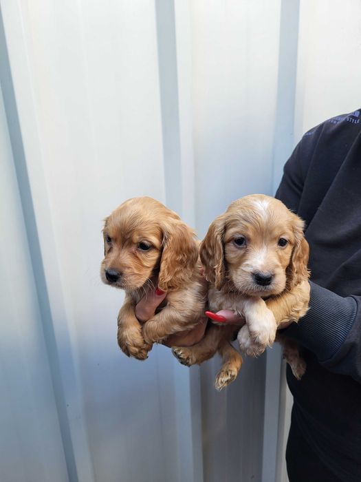 Продавам кокер шпаньол