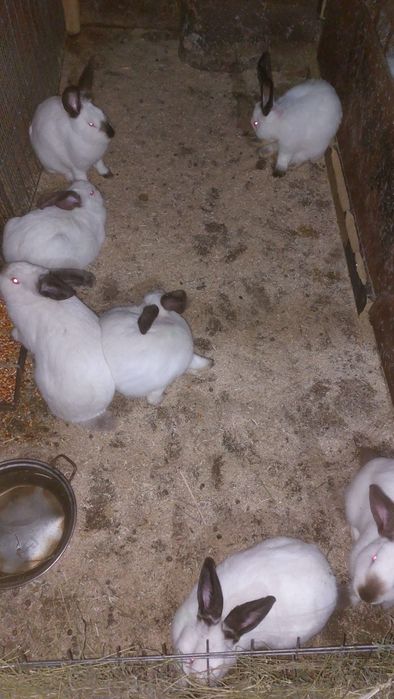 Vând iepuri californieni