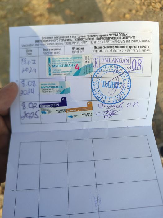 Сабака апчарка неметиски