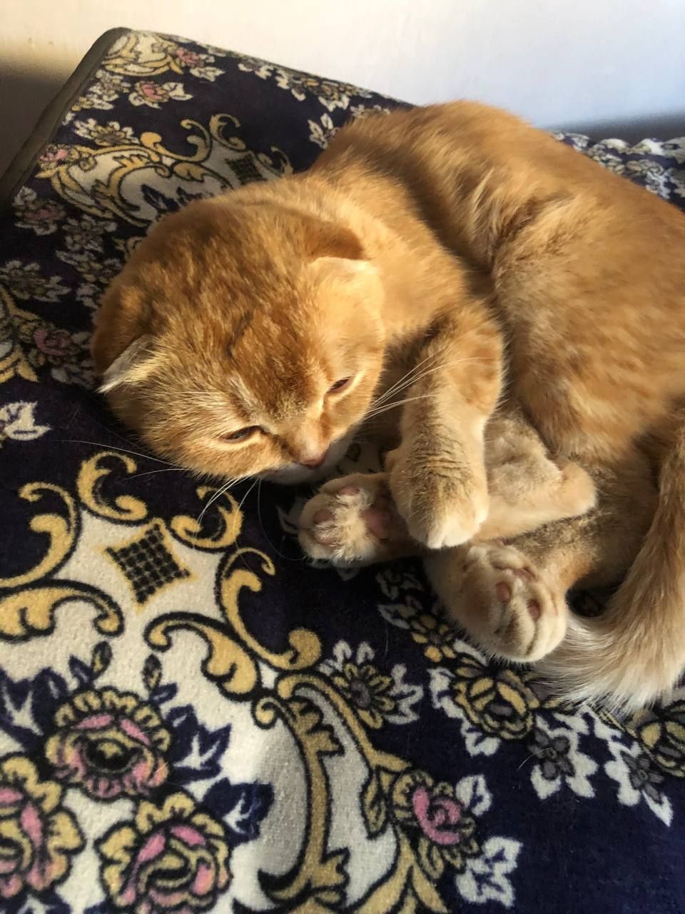 Скотиш фолд кизбола