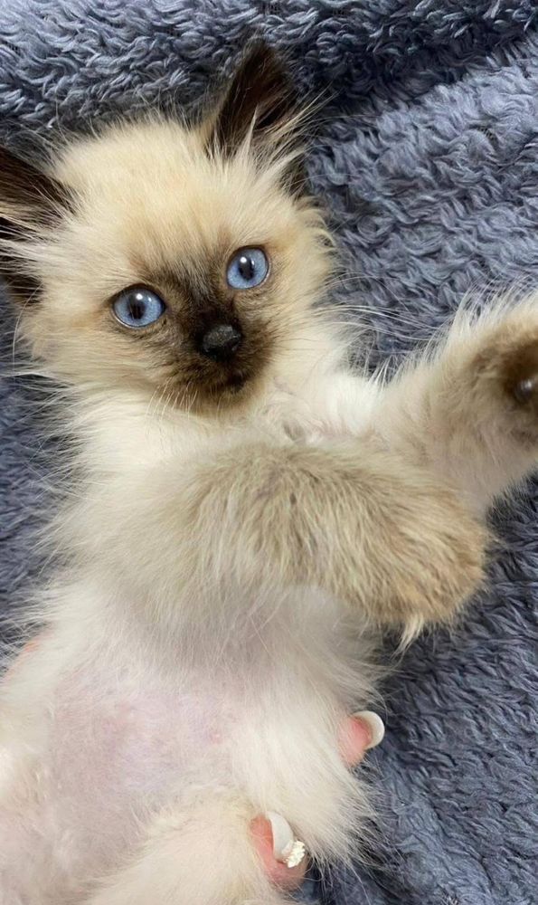 Ragdoll jucaus si avtiv