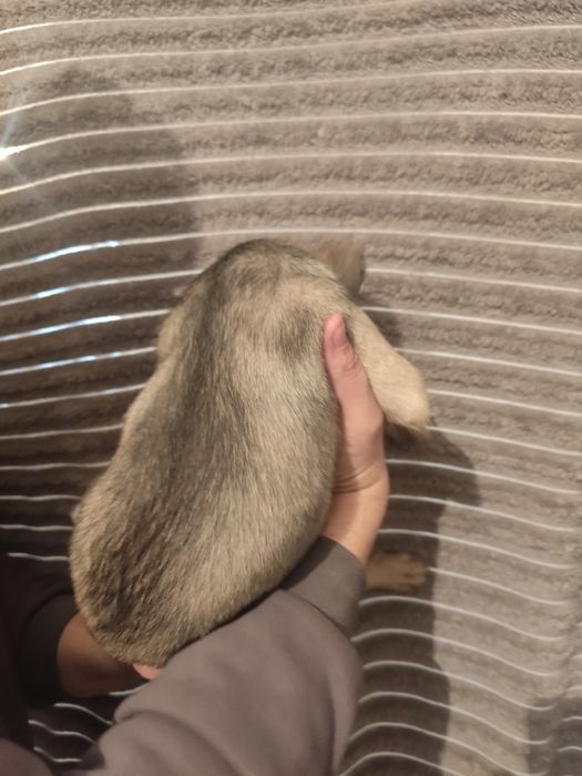 Щенок девочка два месяца