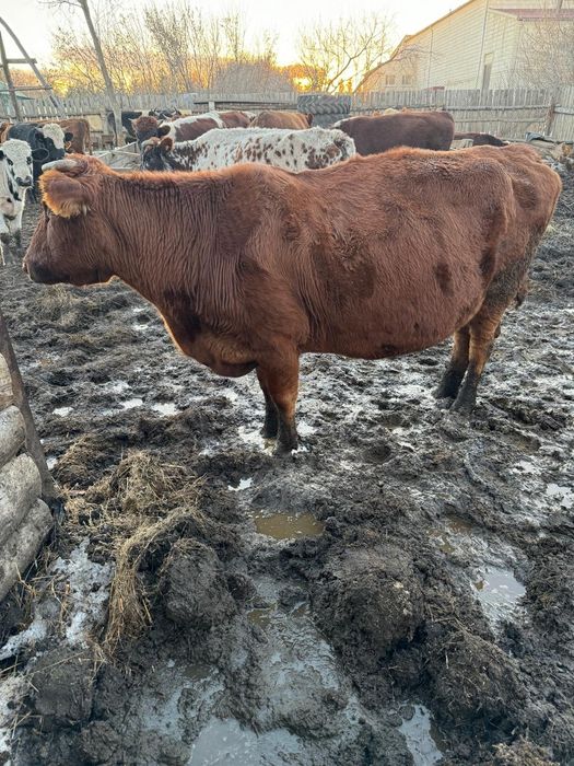 Продам стельную корову