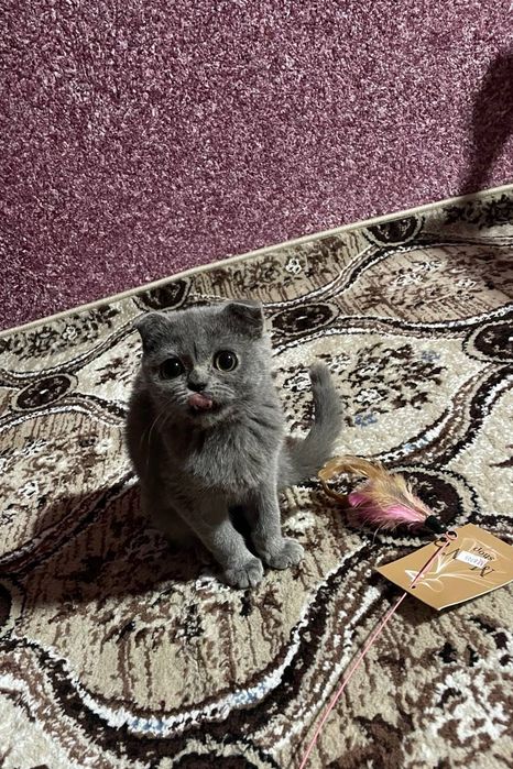 Fold toza zot sotiladi