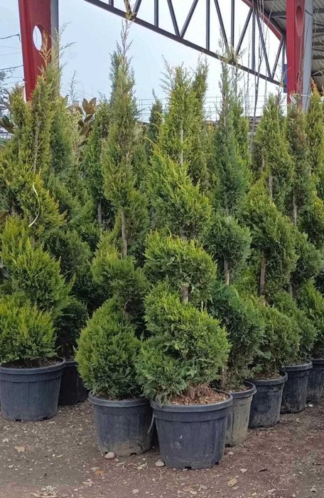Plante ornamentale de calitate pentru amenajări deosebite