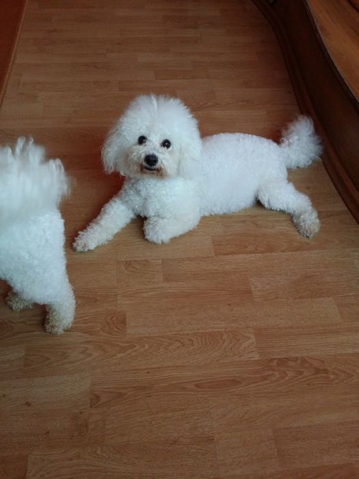 Toaletaj canin talie mica