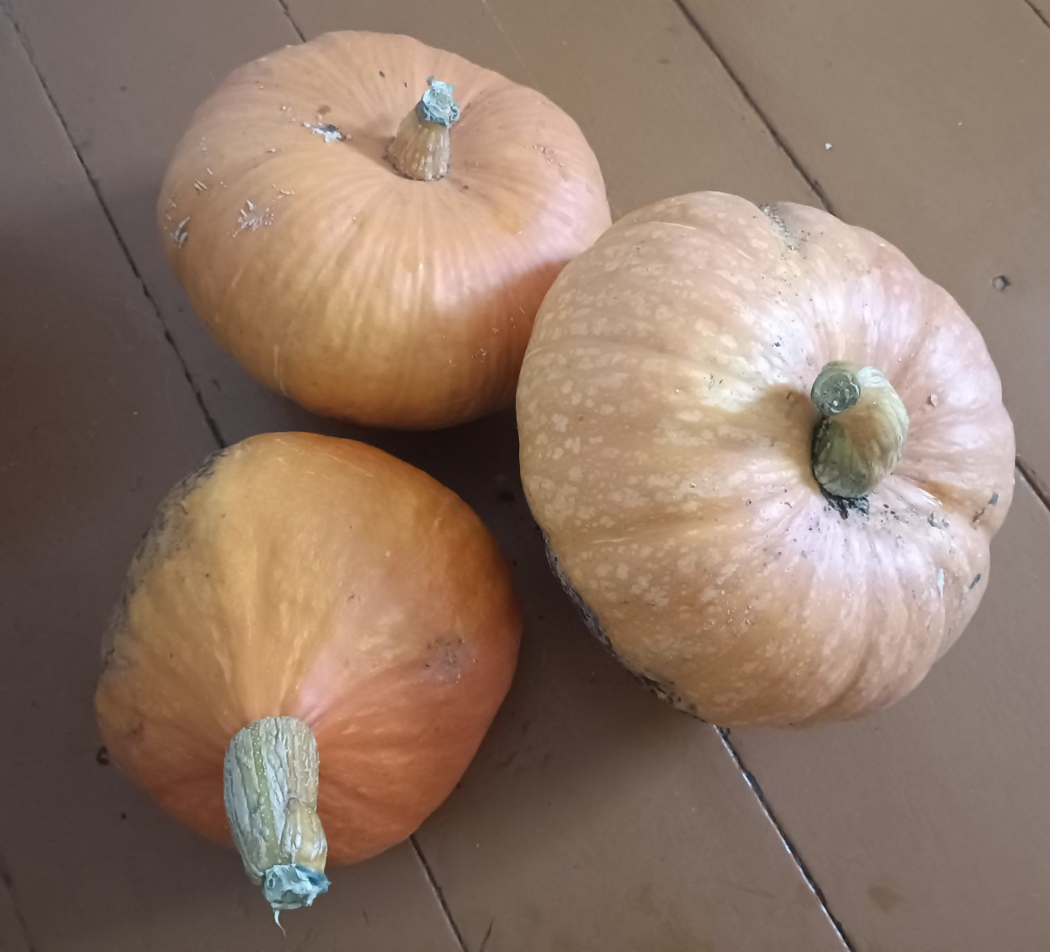 Продам свежую тыкву