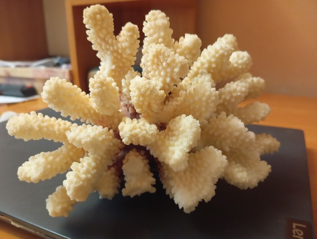 Натуральный морской коралл для аквариума