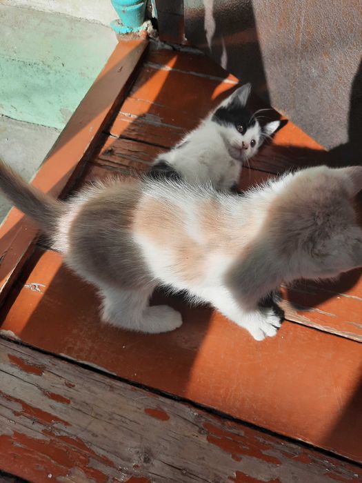 Котята, кошки, мушук, mushuk