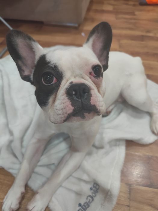 Мъжки  Френски булдог