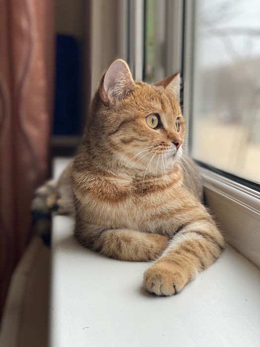 Отдаем кошечку в добрые руки