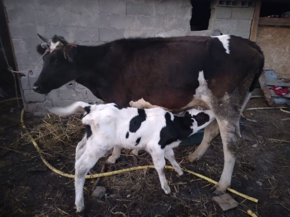 Vaca prima fătare cu vițel de 3 săptămâni