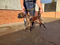 Boxer german cu pedigree