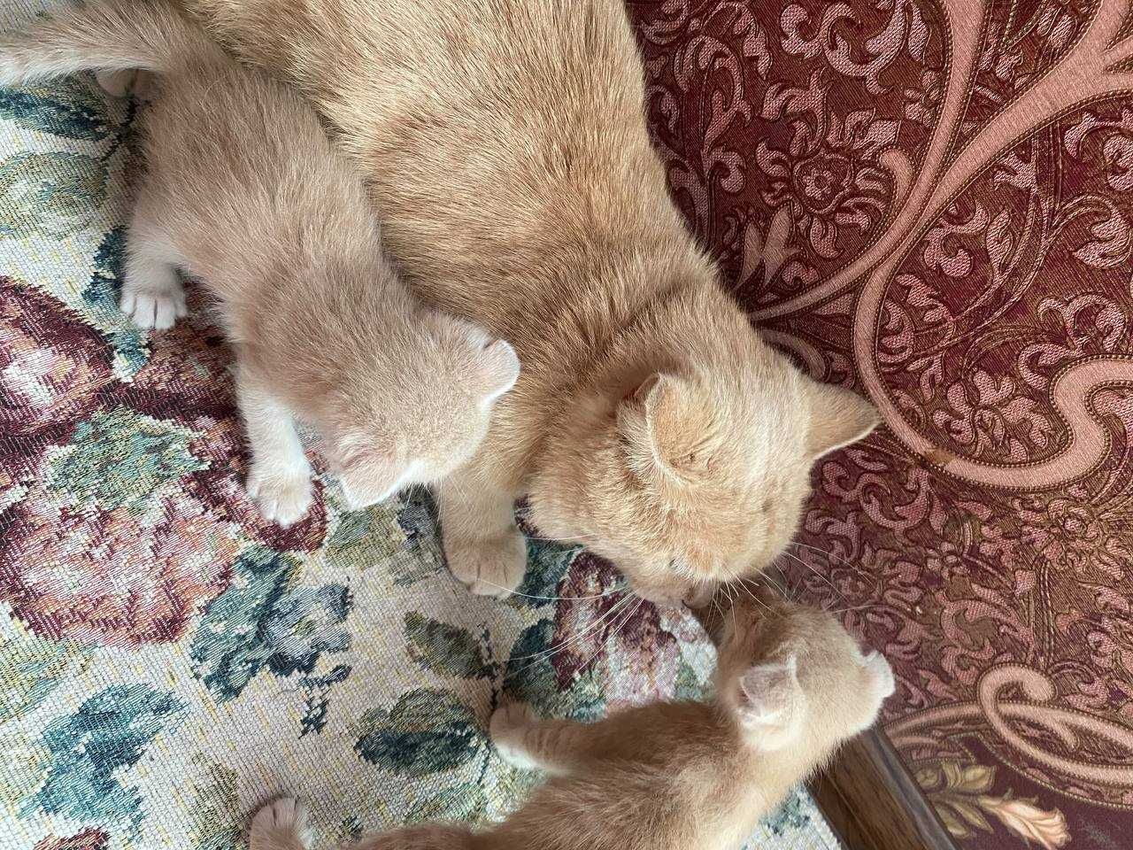 Кошки скотч фолд и страйд