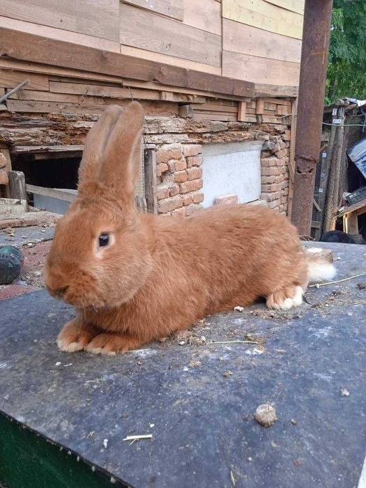 зайци  бургунски ,сребрист шампан