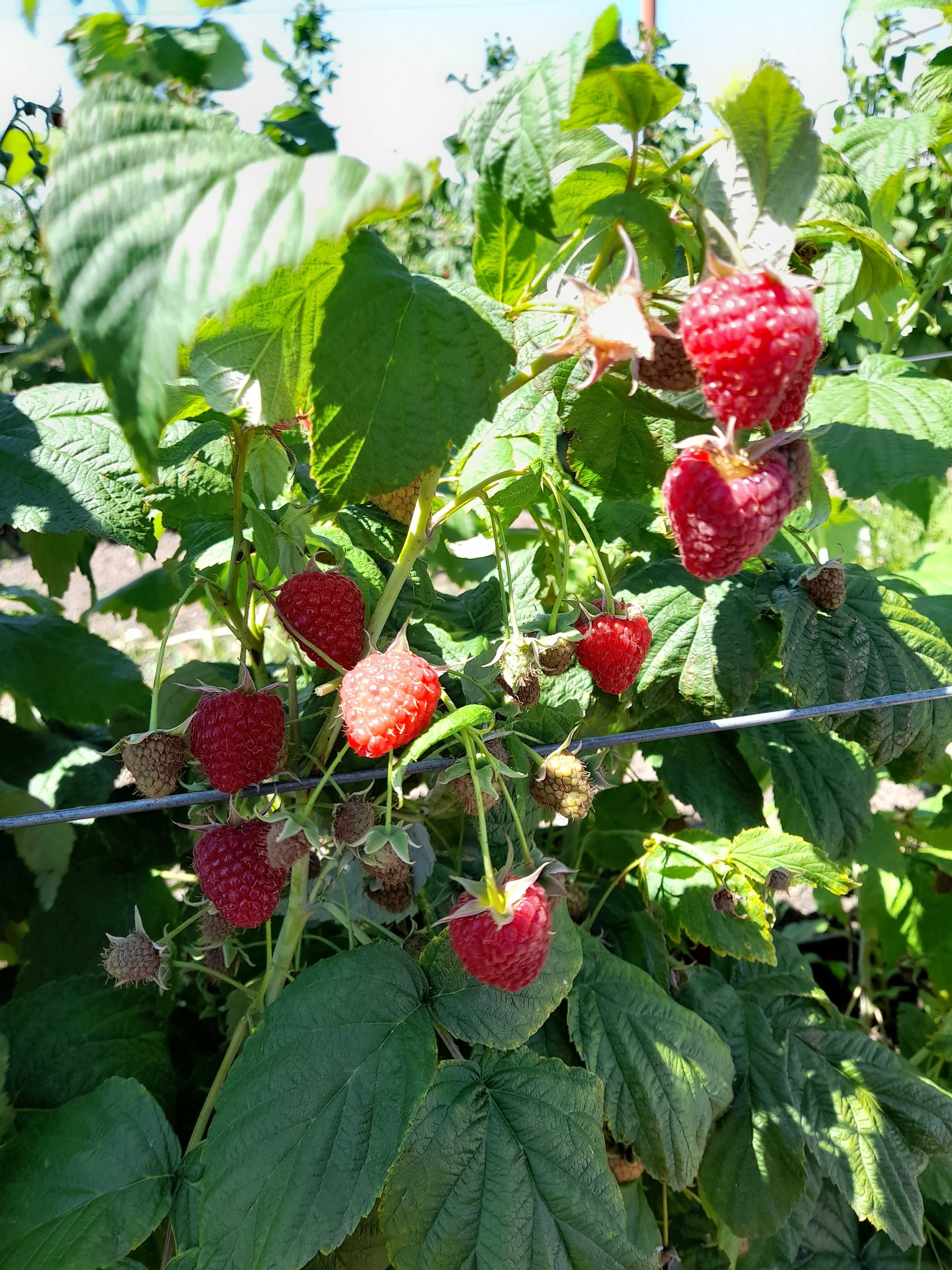 Vand zmeura polka foarte dulce si aromata