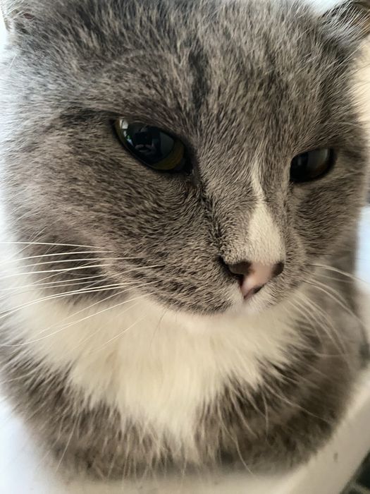 ОТДАМ КОШКУ в добрые руки . г. Астана, район Юго-Восток(правая сторона