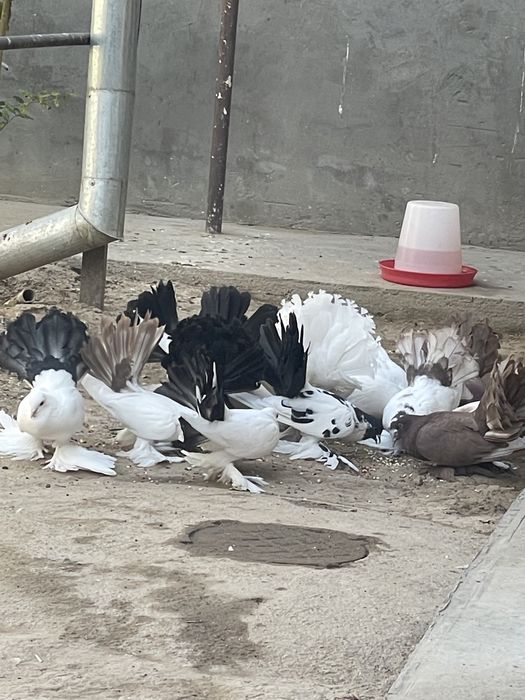 Dekarativniy kaputarlar sotiladi. Pavilin paypoli