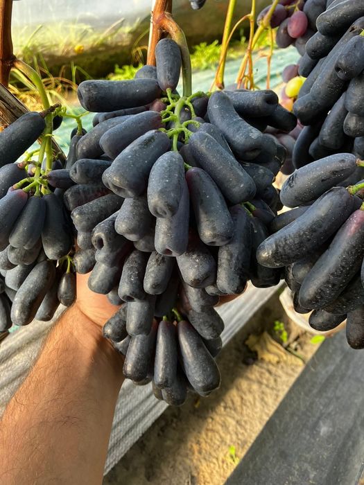 Avatar vita de vie fără semințe