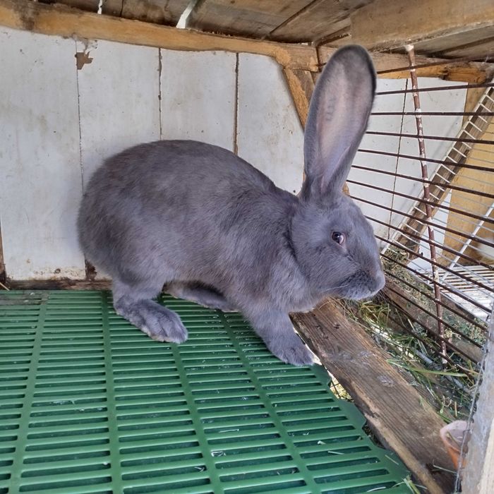 Зайци мъжки и женски на всякаква възраст