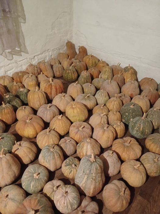 Продам тыкву по 100тг