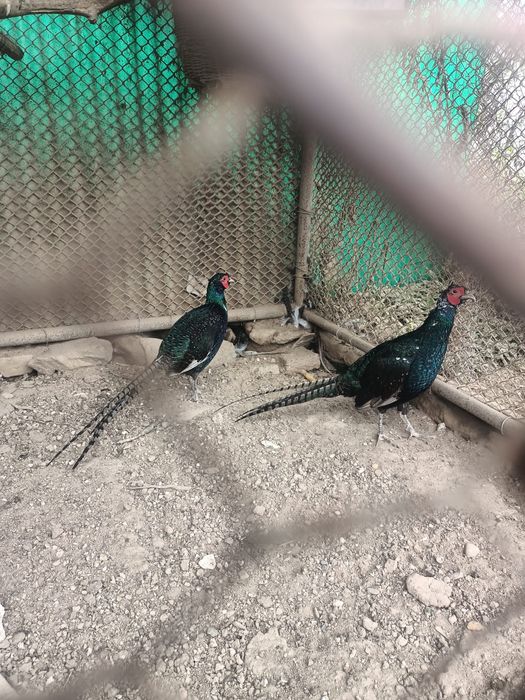Vând fazani tenebrosi și mătase japoneză