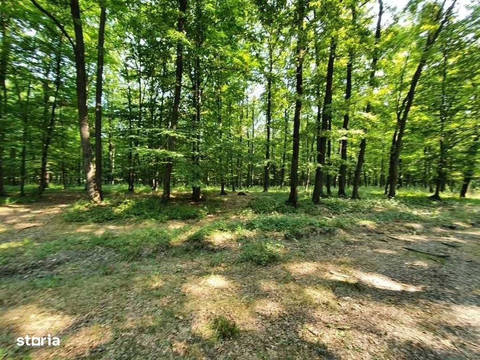 Padure stejar Prahova L328