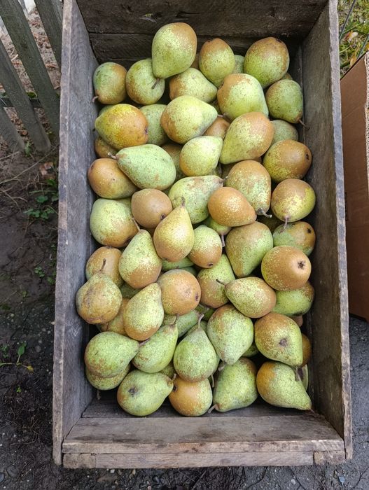 Pere dulci și zemoase