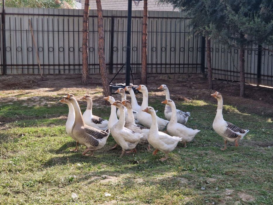 Katta katta g’ozlar