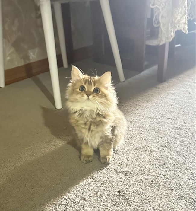 Шиншилла котенок девочка