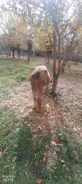 Bugoz 8 oylikga yaqin dekabrga tugadi