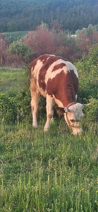 Vând junică rasa Bălțată Românească.