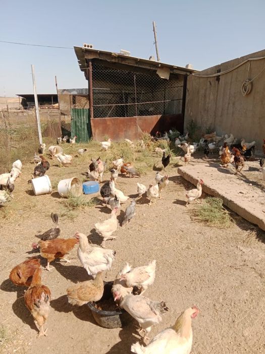 Срочно Домашнии Куры возраст: 4-5 месяцев